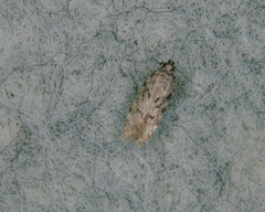 Chionodes pereyra