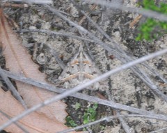 Dichromodes cirrhoplaca