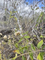 Alternanthera echinocephala