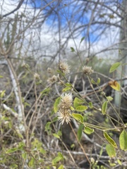 Alternanthera echinocephala