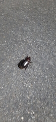 Ligyrus gibbosus
