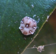 Ceroplastes
