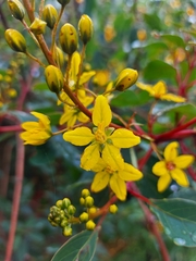 Galphimia glauca