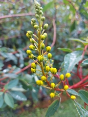 Galphimia glauca
