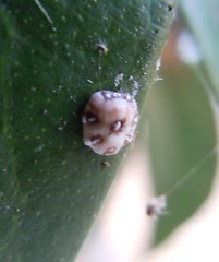 Ceroplastes