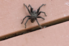 Aphonopelma gabeli