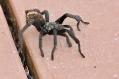 Aphonopelma gabeli