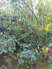 Galphimia glauca