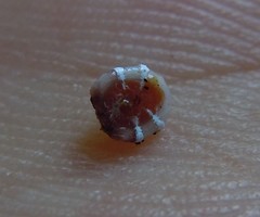 Ceroplastes