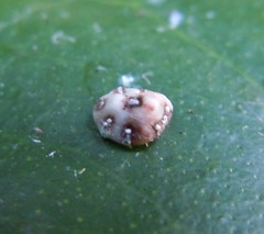 Ceroplastes