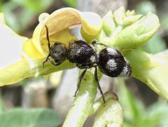 Dasymutilla araneoides