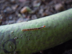Lepidoptera