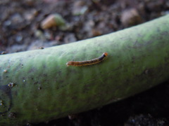 Lepidoptera