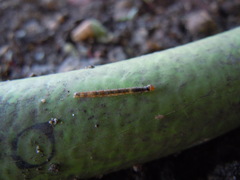 Lepidoptera