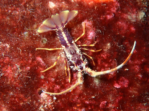European Spiny Lobster, photo 6 of 7