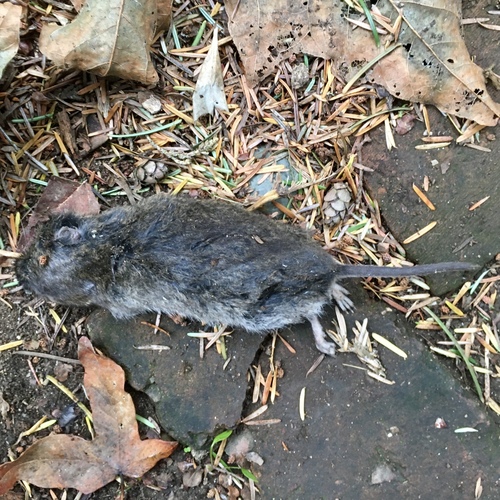 Townsend's Vole