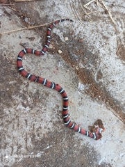 Lampropeltis