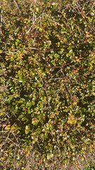 Metrosideros diffusa