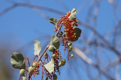 Grevillea wickhamii macrodonta