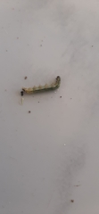 Lepidoptera