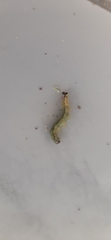 Lepidoptera