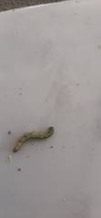 Lepidoptera
