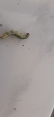 Lepidoptera