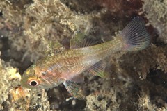 Vincentia novaehollandiae