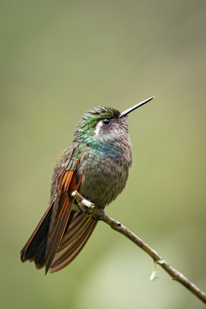 Garnet-Throated Hummingbird