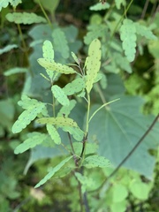 Porophyllum punctatum