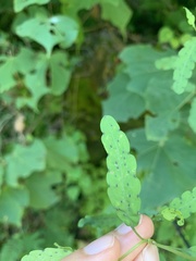 Porophyllum punctatum