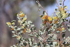 Grevillea wickhamii macrodonta