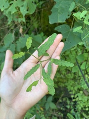 Porophyllum punctatum