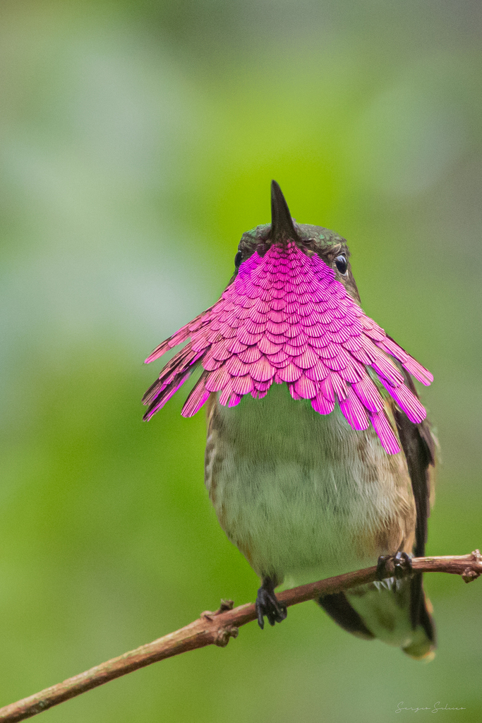 Rufous, Allen's, and Allied Hummingbirds