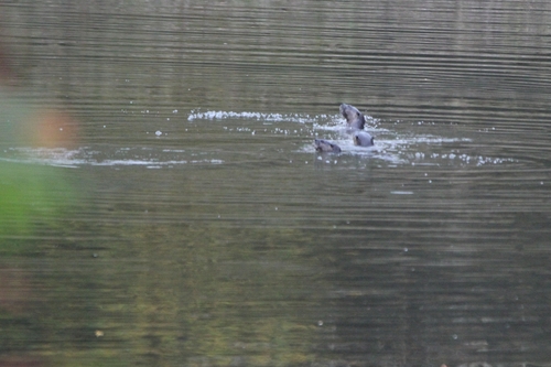 North American River Otter photographed in Pennsylvania