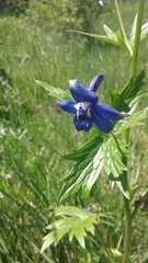 Delphinium trolliifolium