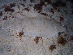 Solea senegalensis