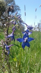 Delphinium trolliifolium