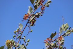 Grevillea wickhamii macrodonta