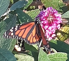 Danaus plexippus