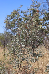 Grevillea wickhamii macrodonta