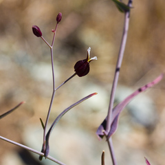 Streptanthus glandulosus niger