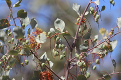 Grevillea wickhamii macrodonta