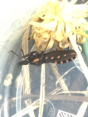 Triatoma sanguisuga