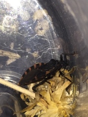 Triatoma sanguisuga