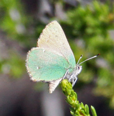 Callophrys dumetorum