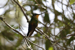 Coeligena helianthea