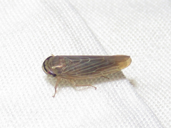 Chlorotettix necopinus