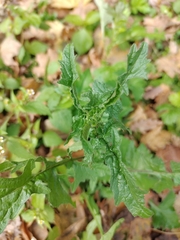 Sisymbrium officinale