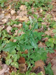 Sisymbrium officinale